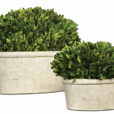 Preserved Boxwood Oval Domes, S/2